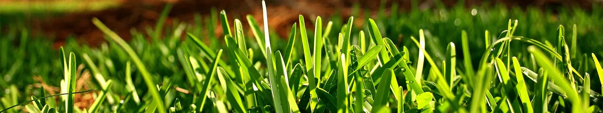 bg-grass-closeup