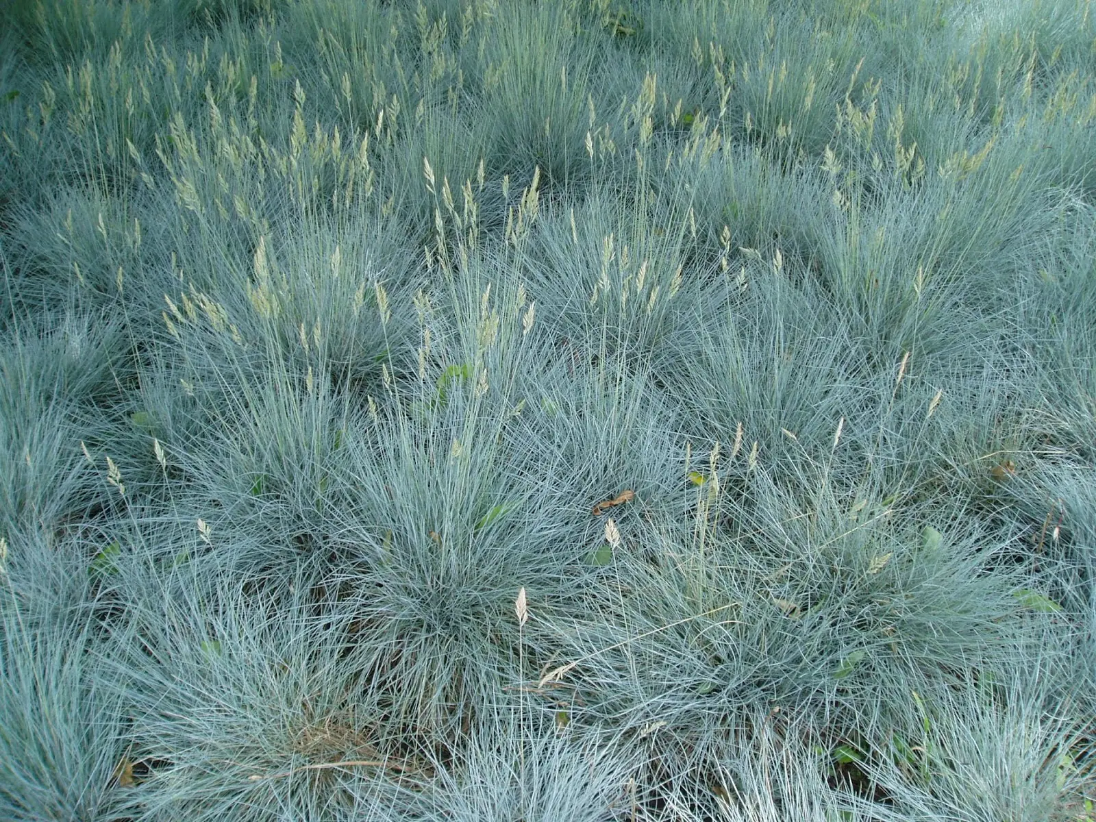 carolina-blue-fescue-close-up