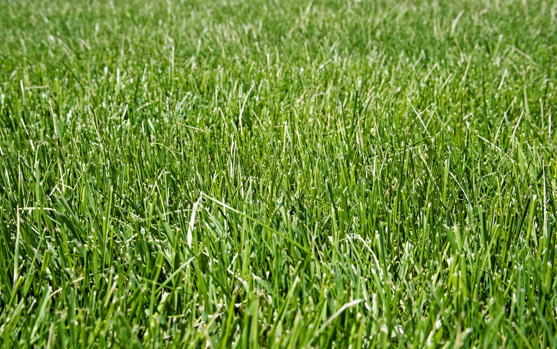 fescue-tall-texture