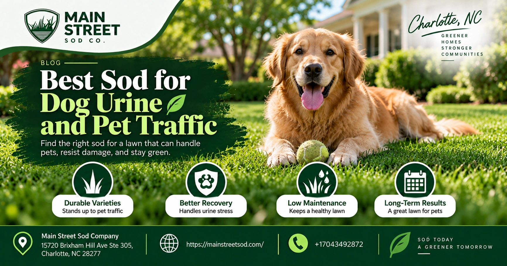 best sod for dog urine and pet traffic