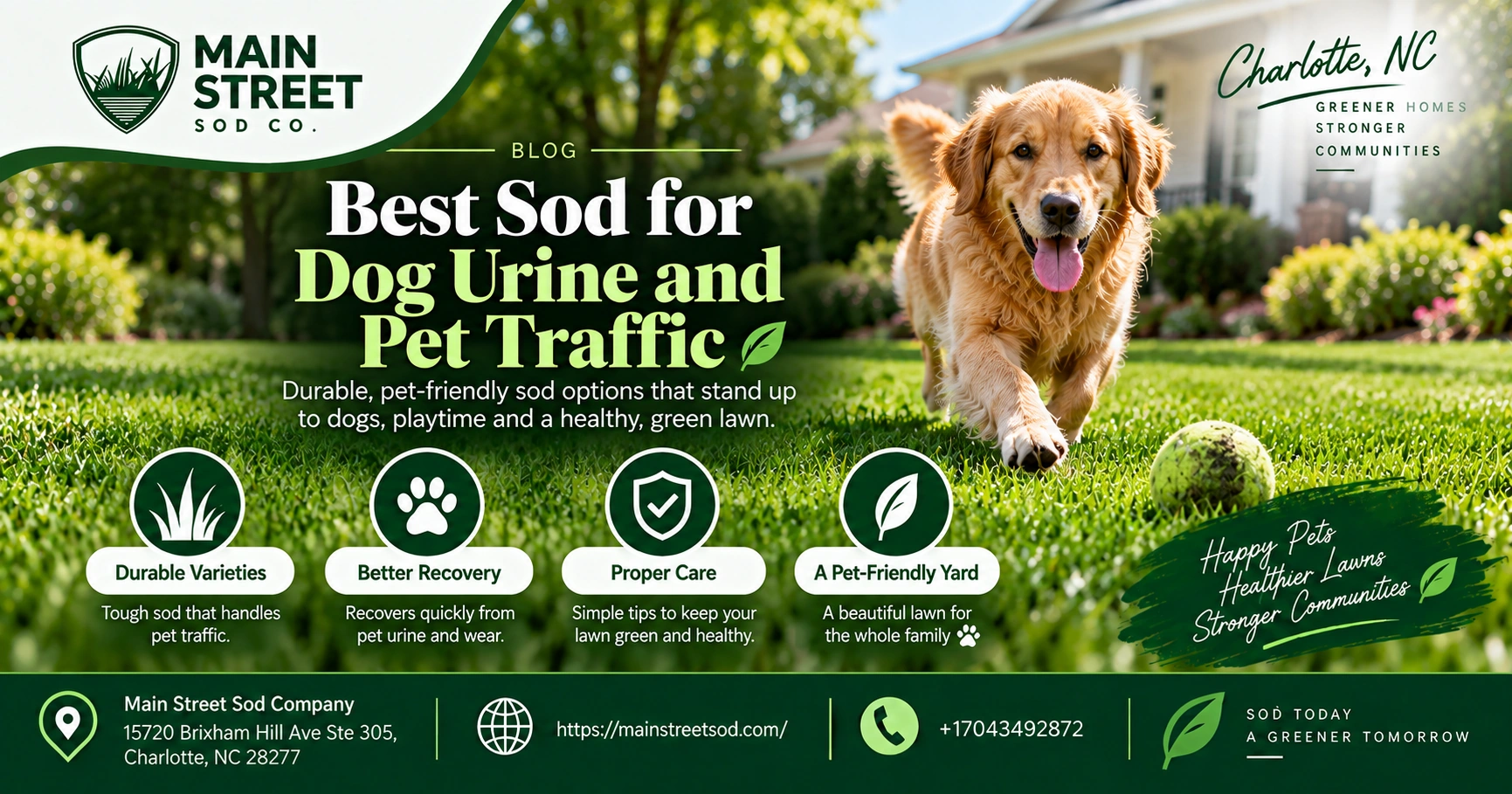 best sod for dog urine and pet traffic