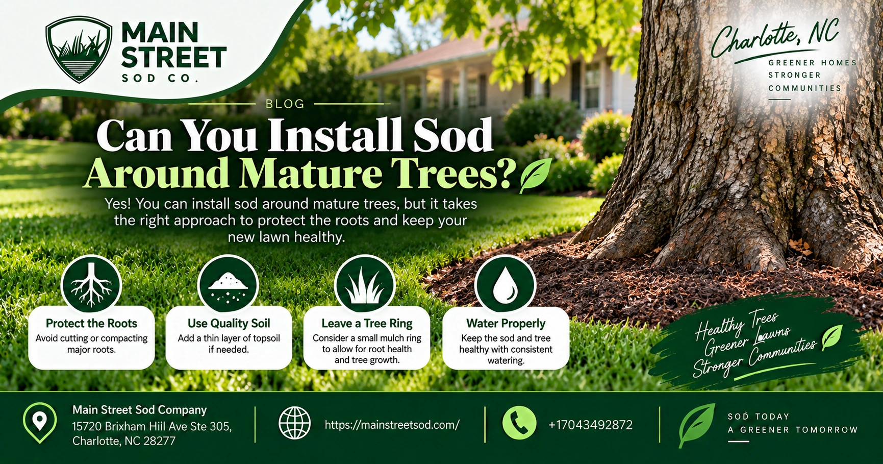can you Install sod around mature trees