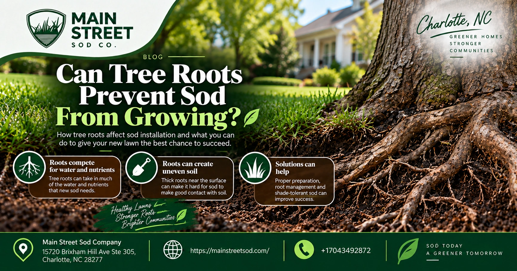 can tree rots prevent sod from growing