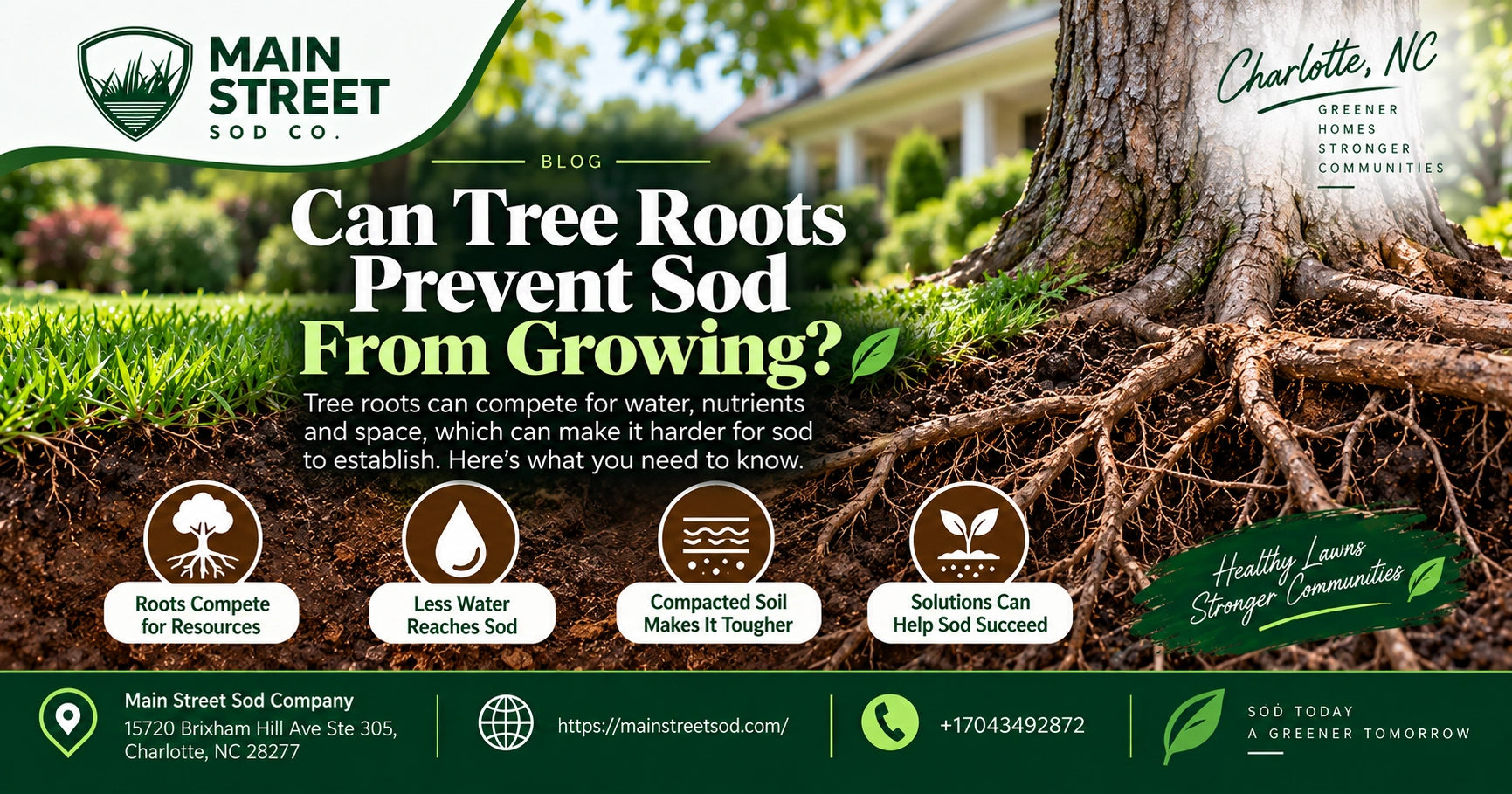 can tree rots prevent sod from growing