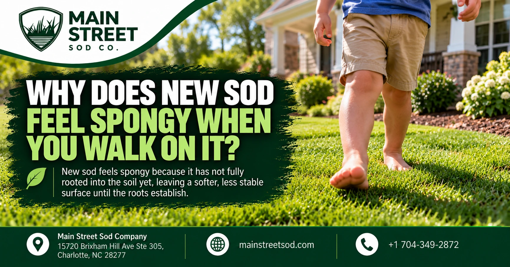 Why Does New Sod Feel Spongy When You Walk on It