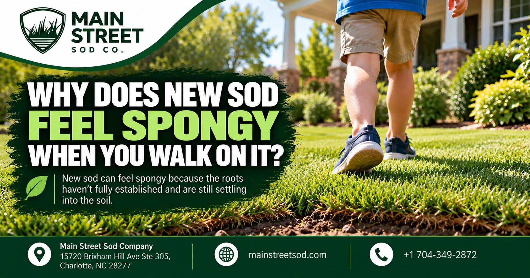 Why Does New Sod Feel Spongy When You Walk on It