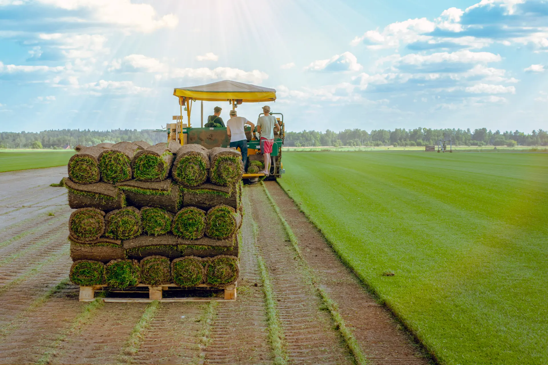 Roll Sod Grass - Charlotte NC 6