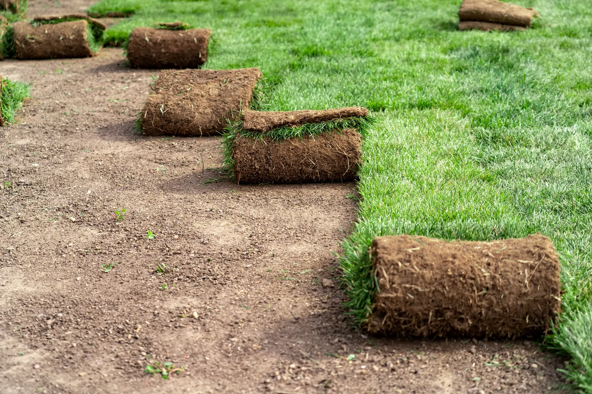 Sod installation - Charlotte NC 4