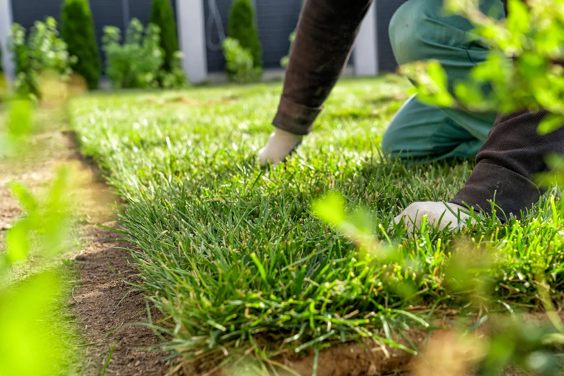 Sod maintenance- Charlotte NC