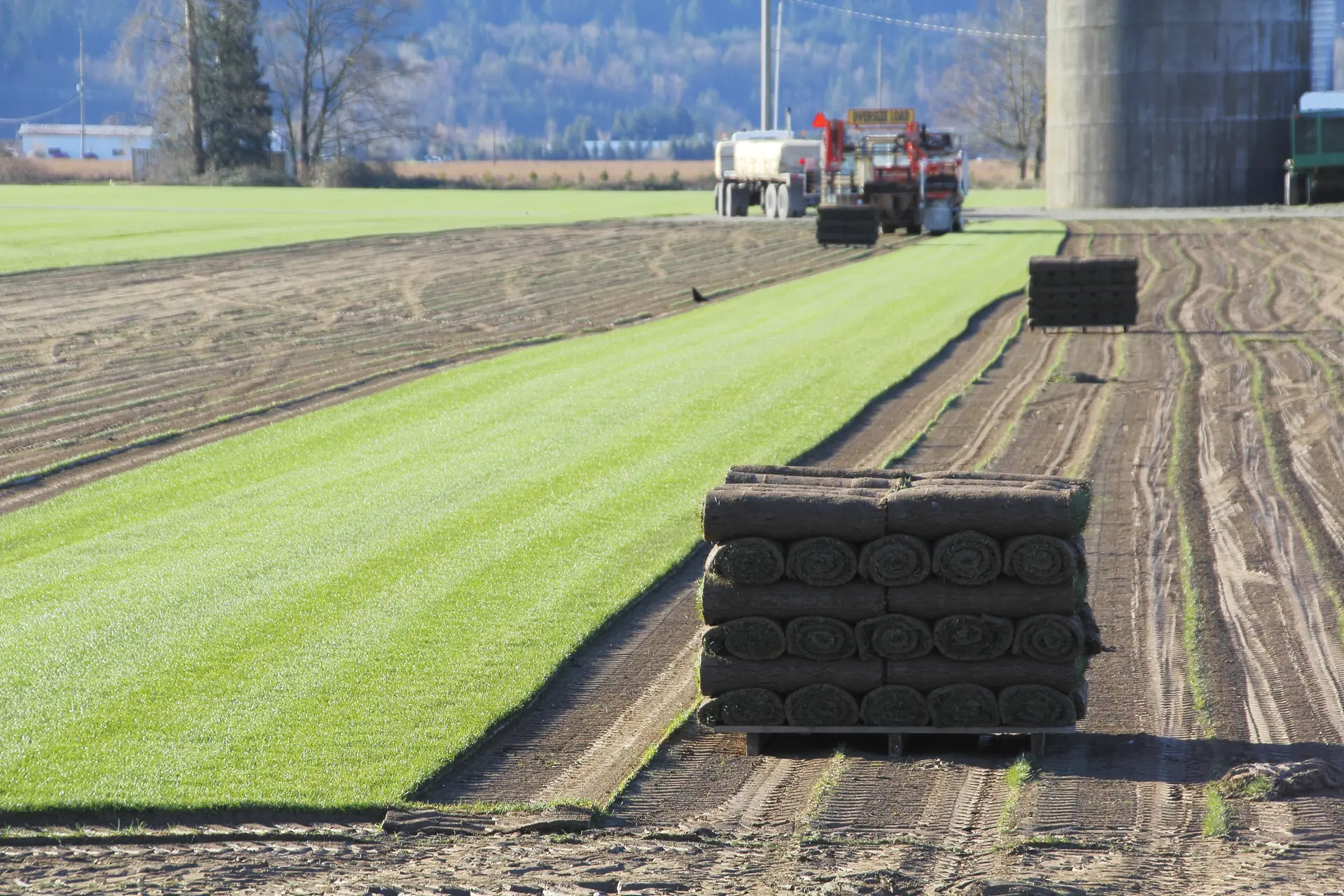 Roll Sod Grass Installation - Charlotte NC