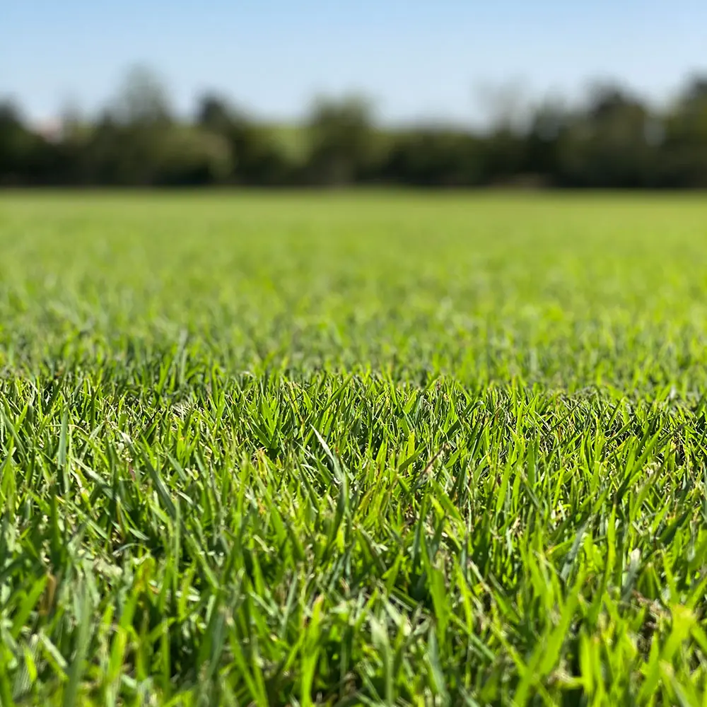 zoysia-palisades-ground-close-up