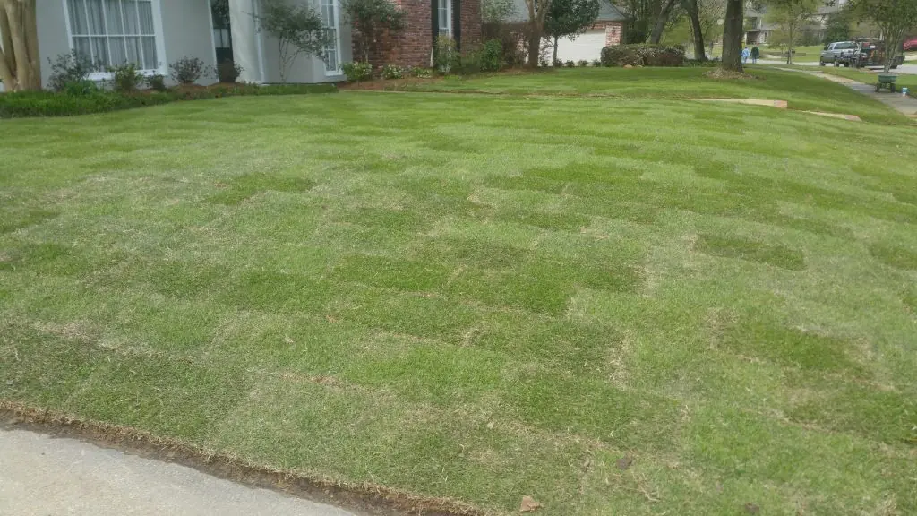 zoysia-palisades-sod-fresh-installation