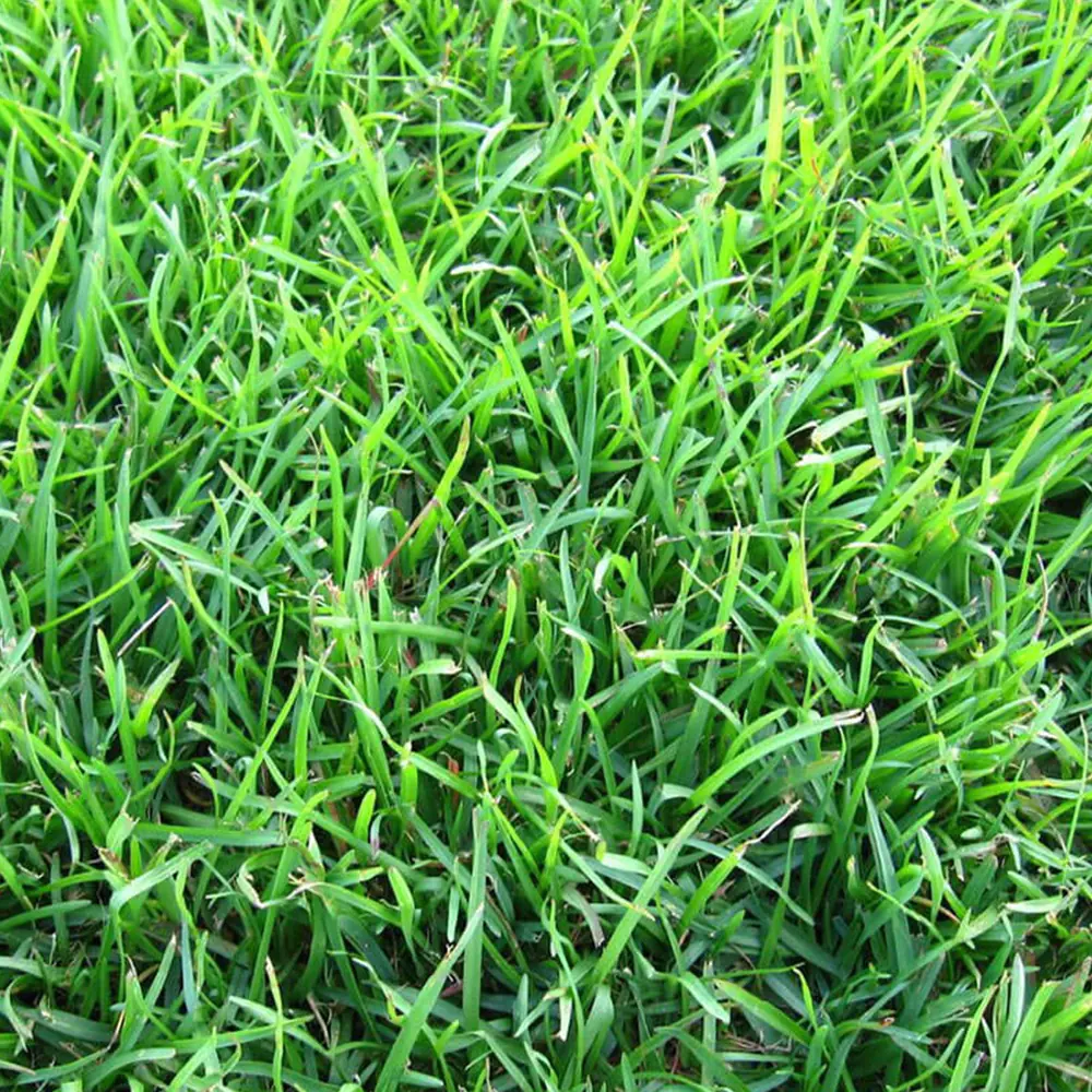 zoysia-royal-texture