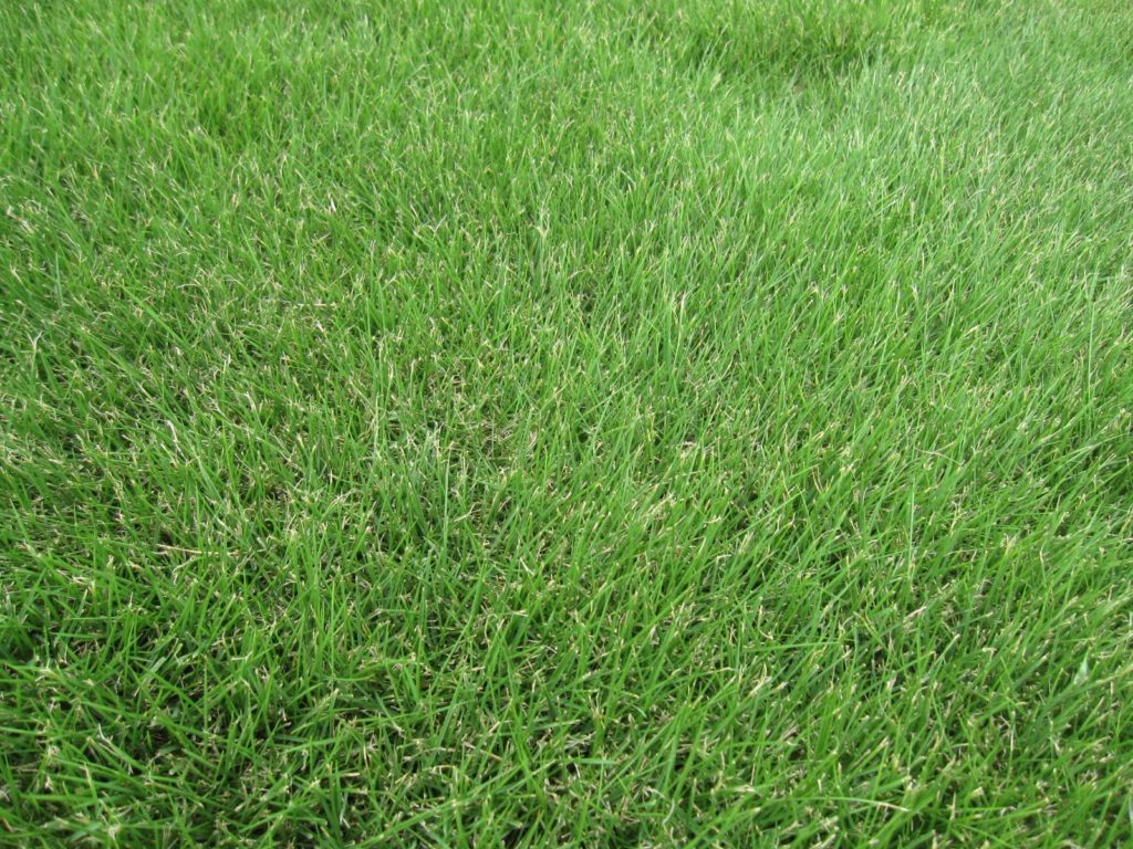 zoysia